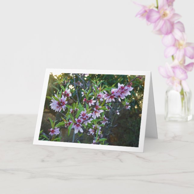 Almond Träd Blommar Kort (Orkide)
