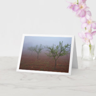 Almond Träd Orchard på Foggy Morgon Kort