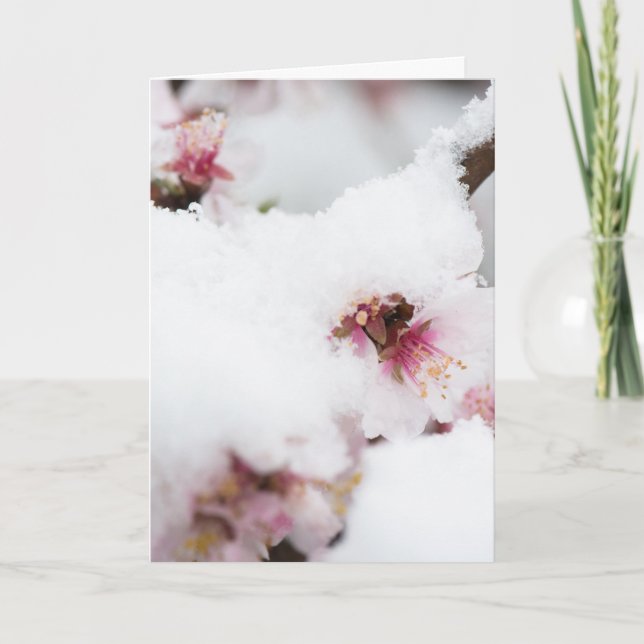 Almond tree flowers covered by snow kort (Framsida)
