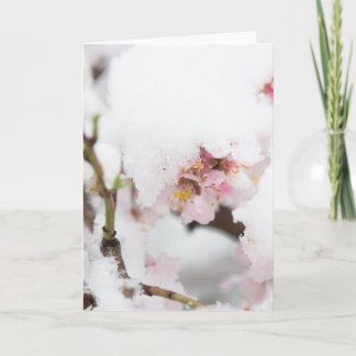 Almond tree flowers covered by snow kort