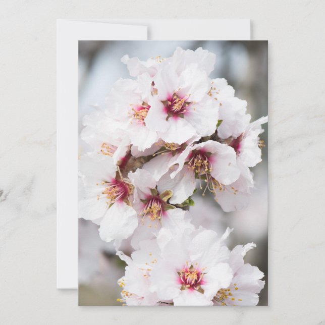 Almonds blomning inbjudningar (Framsida)