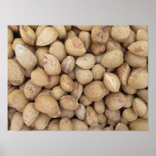 Almonds Fall Autumn Mönster Poster