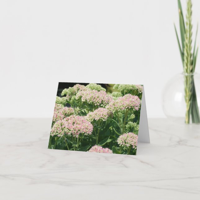 Almost Sedum Flower Photography  Anteckningskort (Framsida)