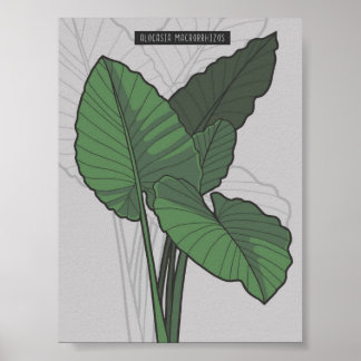 Alocasia Macrorrhizos Giant Taro-växten Poster