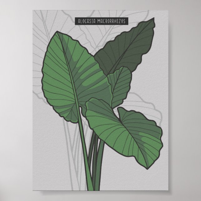 Alocasia Macrorrhizos Giant Taro-växten Poster (Framsidan)