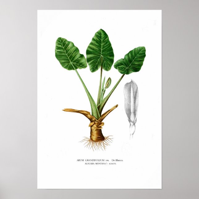 Alocasia montana poster (Framsidan)
