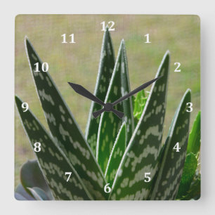 Aloe"alligator" Variegata suckulent Fyrkantig Klocka