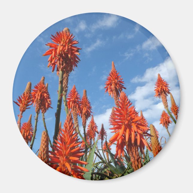 Aloe Arborescens magnet (Framsidan)