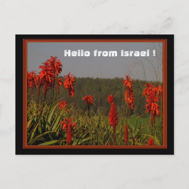 Aloe arborescens vykort (Framsida)