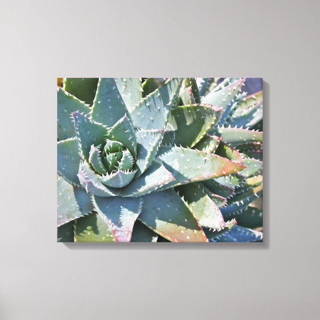 Aloe brevifolia av Debra Lee Baldwin Canvastryck (Framsida)