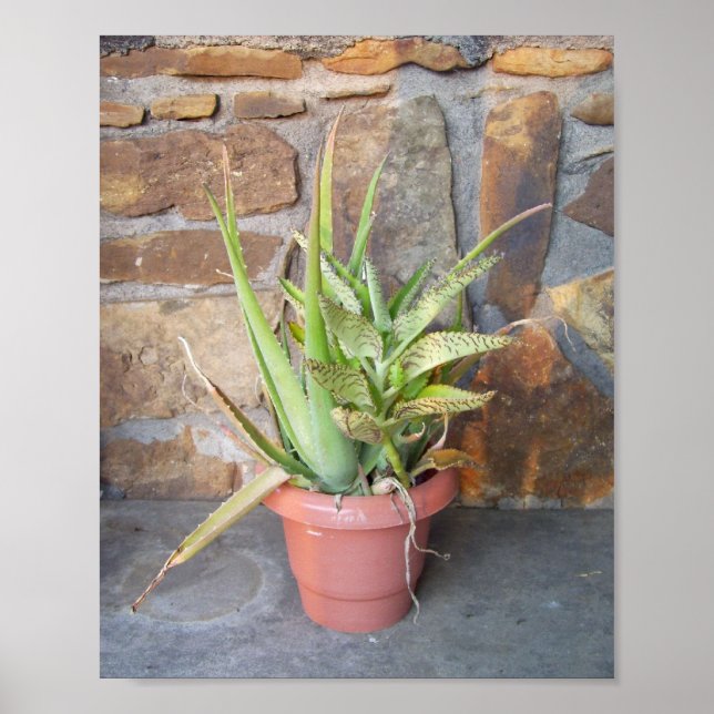 Aloe Combo Poster (Framsidan)