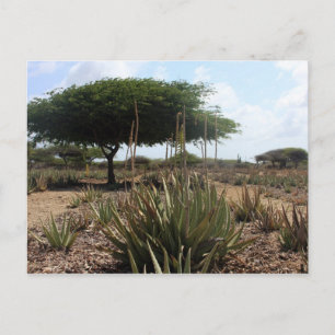 Aloe-fabrikaruba Vykort