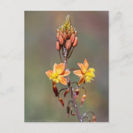 Aloe Flower Vykort