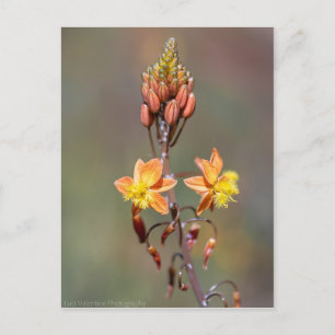 Aloe Flower Vykort