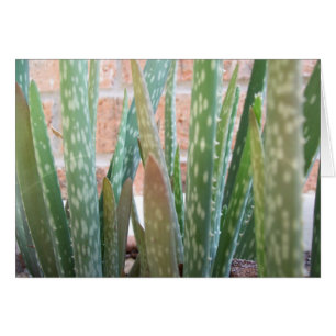 Aloe Forest OBS Kort