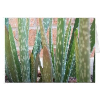 Aloe Forest OBS Kort