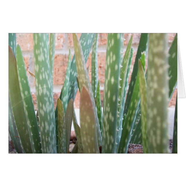 Aloe Forest OBS Kort (Framsidan Horizontal)