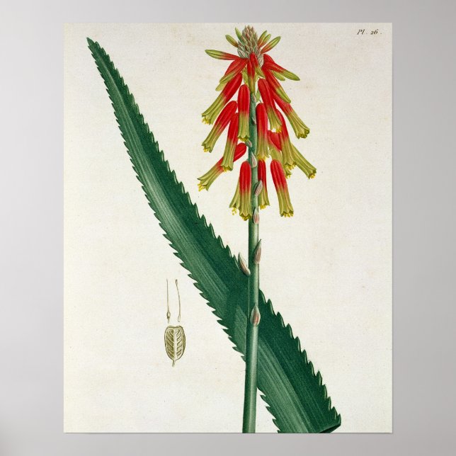 Aloe från Phytographie Medicale av Joseph Roques Poster (Framsidan)