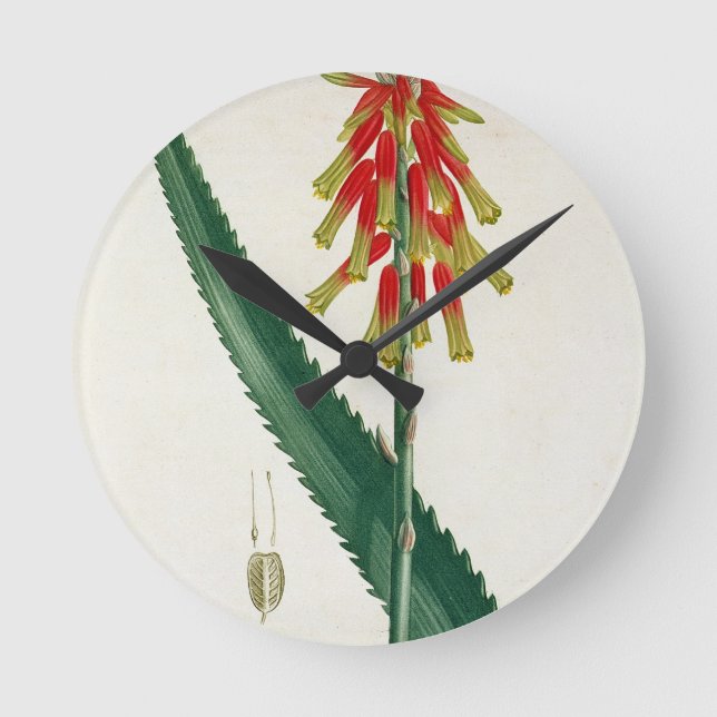 Aloe från "Phytographie Medicale" vid Joseph Rund Klocka (Framsida)