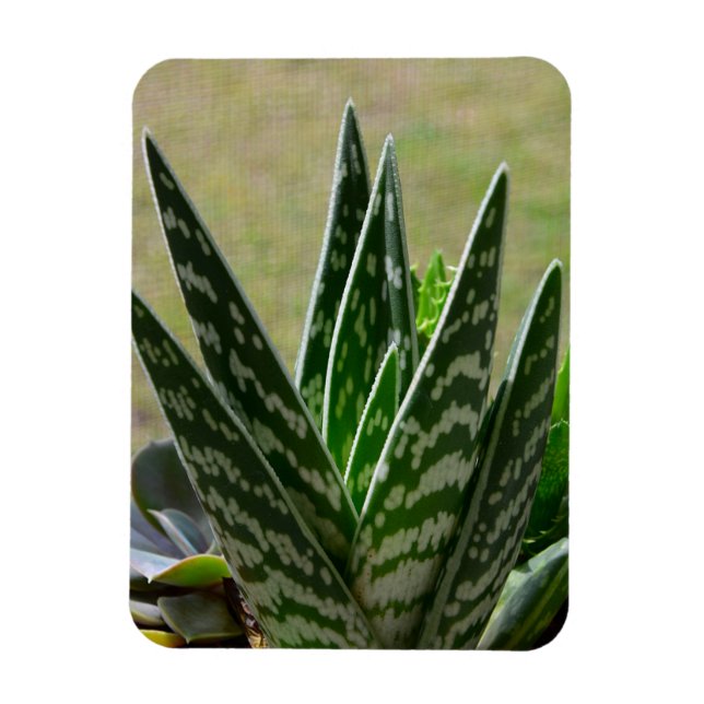 Aloe ’Gator’ variegata Succulent Magnet (Vertikal)