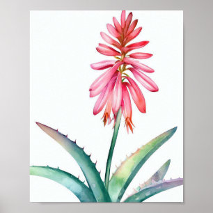 Aloe in bloom poster