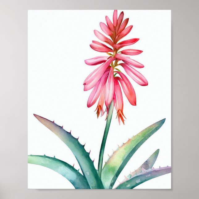 Aloe in bloom poster (Framsidan)