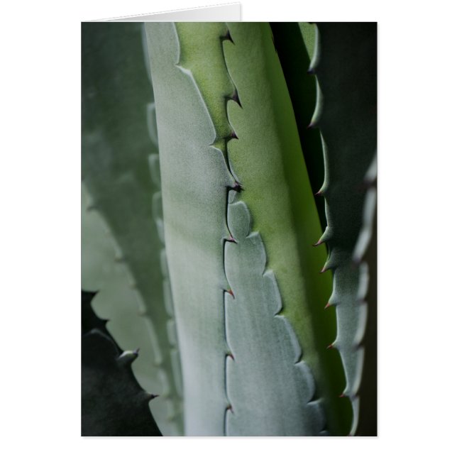 Aloe - Macro Fine Art-foto Hälsningskort (Framsidan)