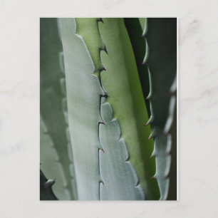 Aloe - Macro Fine Art-foto Vykort