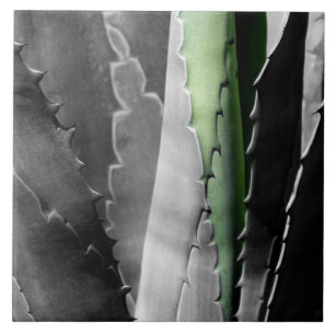 Aloe - Macro Fine Art-fotografi i svartvitt Kakelplatta