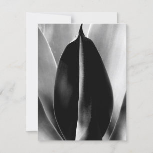 Aloe - Macro Fine Art-fotografi i svartvitt Vykort