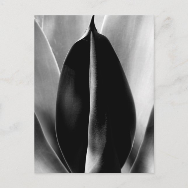 Aloe - Macro Fine Art-fotografi i svartvitt Vykort (Framsida)