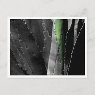 Aloe - Makrofotografi i svart och vitt Vykort