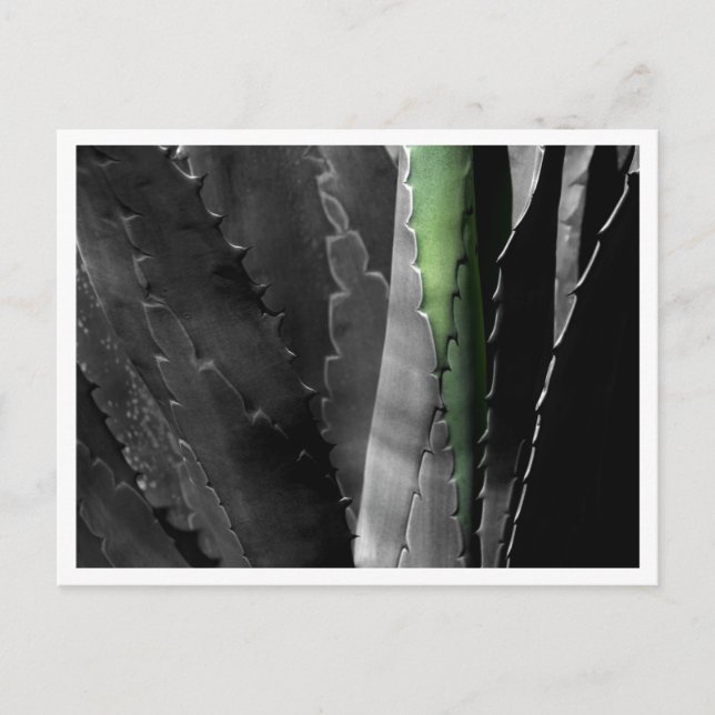 Aloe - Makrofotografi i svart och vitt Vykort (Framsida)