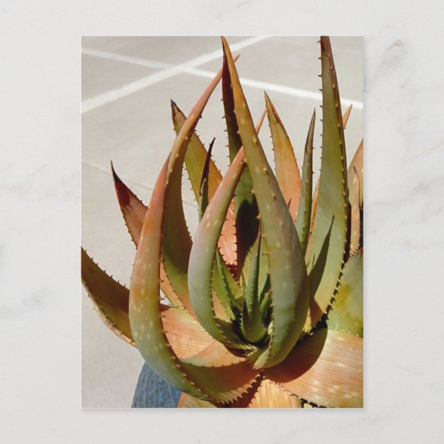 Aloe Plant Postcard Vykort (Framsida)