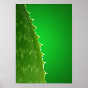 Aloe Poster