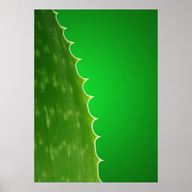 Aloe Poster (Framsidan)