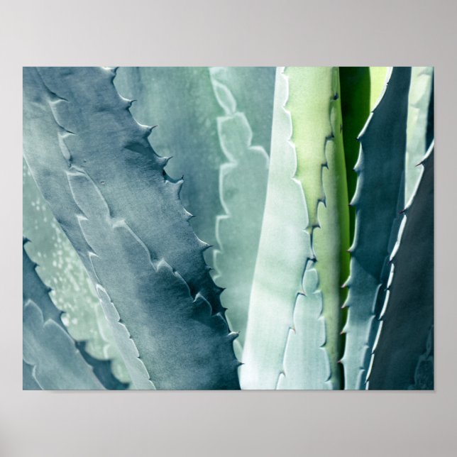 Aloe Poster (Framsidan)