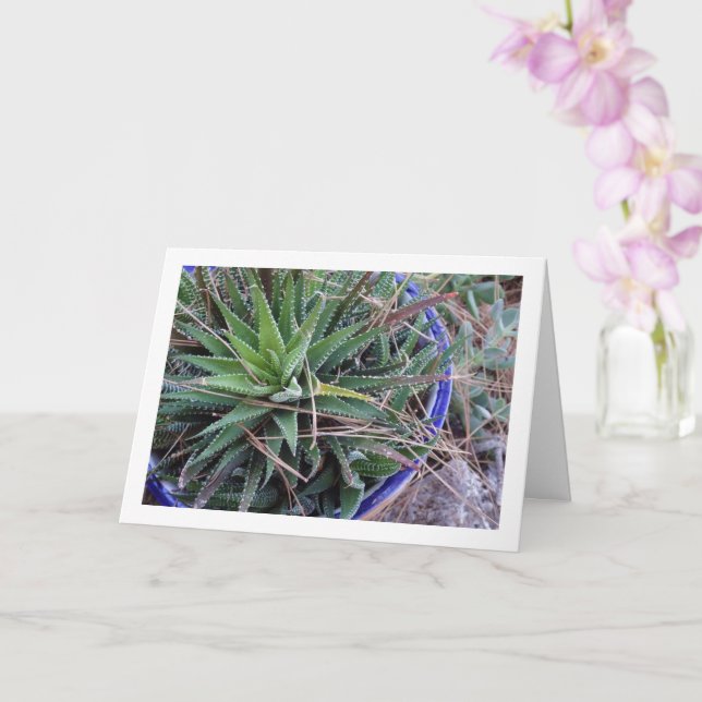 Aloe Succulent Plant i Pot Kort (Orkide)