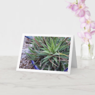 Aloe Succulent Plant i Pot Kort