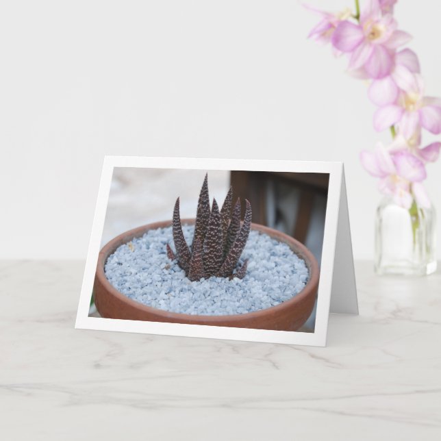 Aloe Twilight Zon Succulent Plant Kort (Orkide)