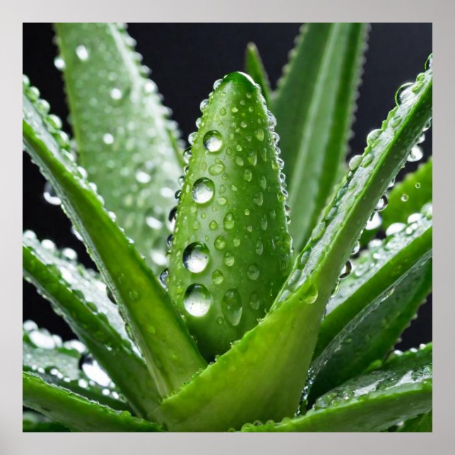 Aloe Vera-anläggningen Poster (Framsidan)