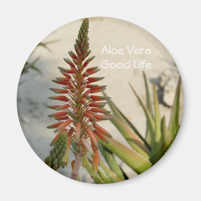 Aloe Vera-blomma Button Magnet (Framsidan)