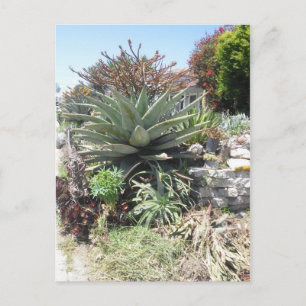 Aloe Vera Cactus vycard Vykort