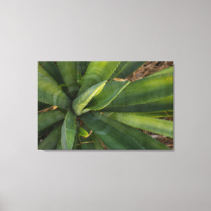 Aloe Vera Canvastryck