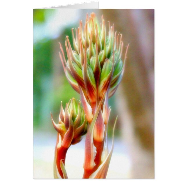 ALOE VERA FLOWER CARD HÄLSNINGSKORT (Framsidan)