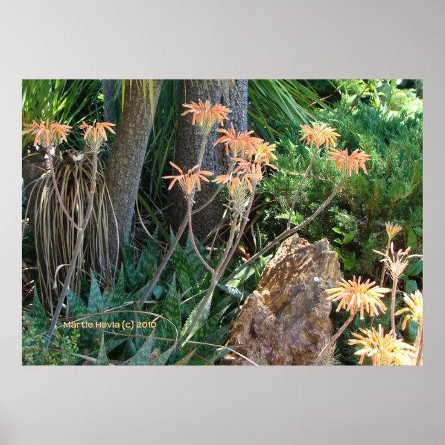 Aloe Vera Garden Poster (Framsidan)