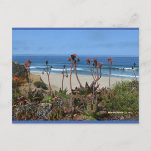 Aloe Vera i HMB Blue Beach Sång™-vykort Vykort
