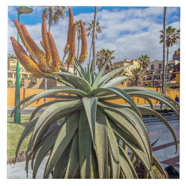 Aloe Vera, keramiskt plattor Kakelplatta (Framsidan)