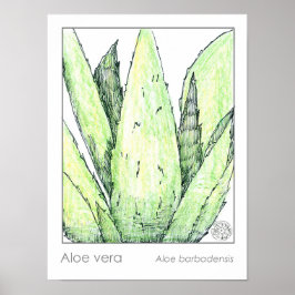Aloe Vera Materia Medica Herbalist Botanical Poster
