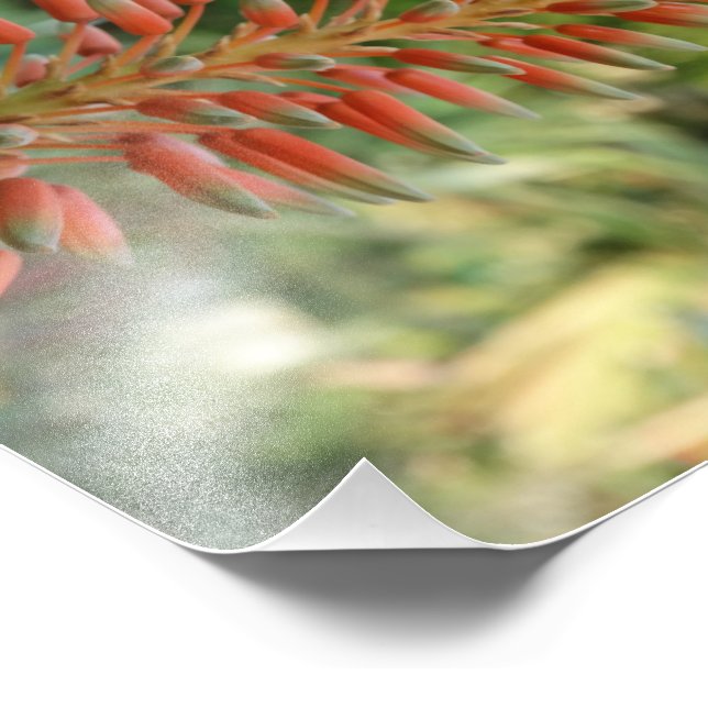 Aloe Vera Photo Kodak Photo Papper (Satin) Fototryck (Hörn)